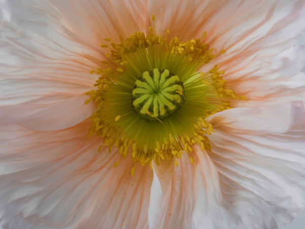Poppy Rosa Chiaro