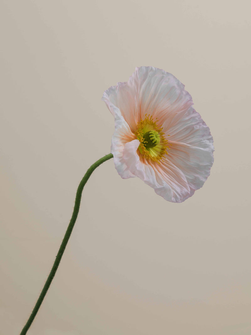 Poppy Rosa Chiaro
