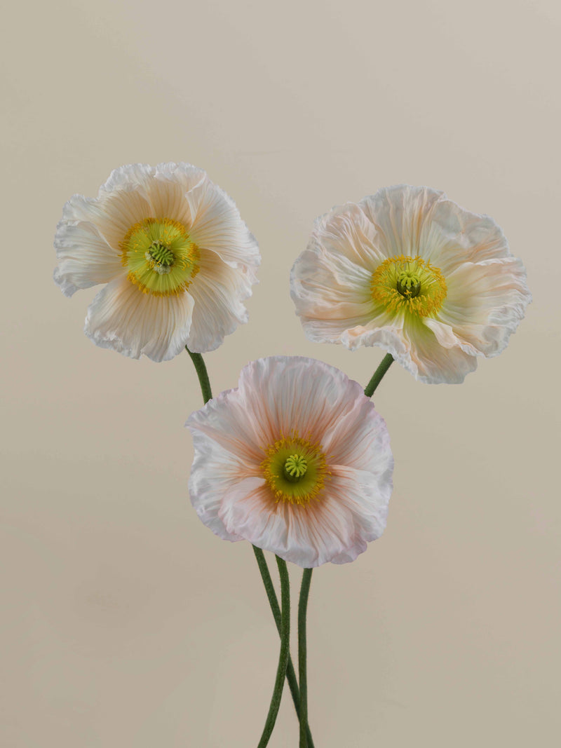 Poppy Rosa Chiaro