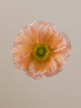 Poppy Salmone
