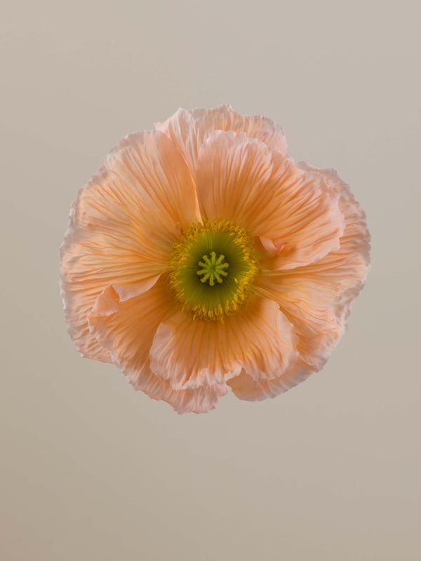 Poppy Salmone
