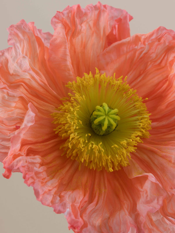 Poppy Salmonato
