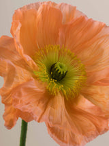 Poppy Salmone