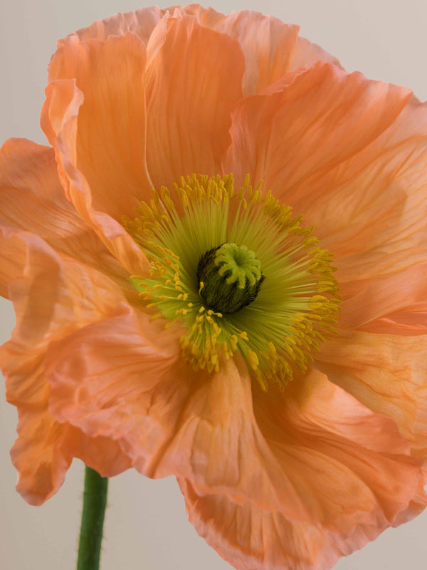 Poppy Salmone