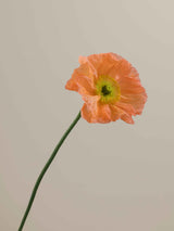 Poppy Salmone
