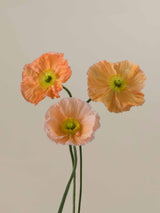 Poppy Salmone