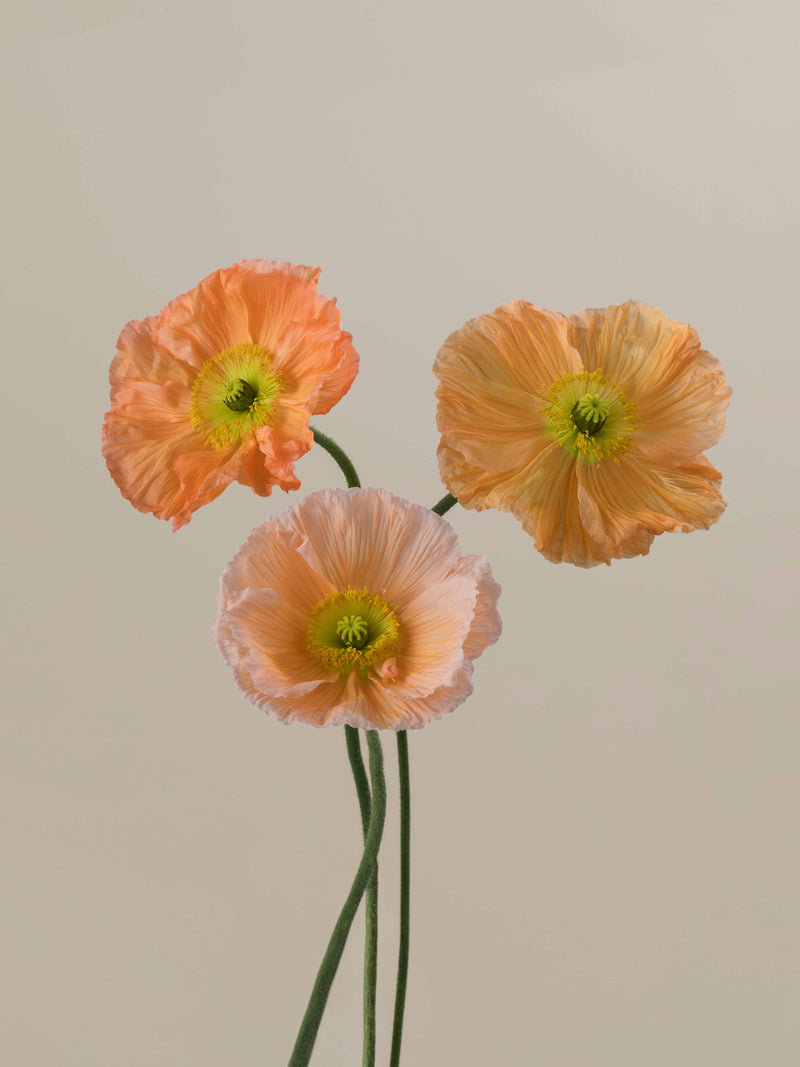 Poppy Salmone