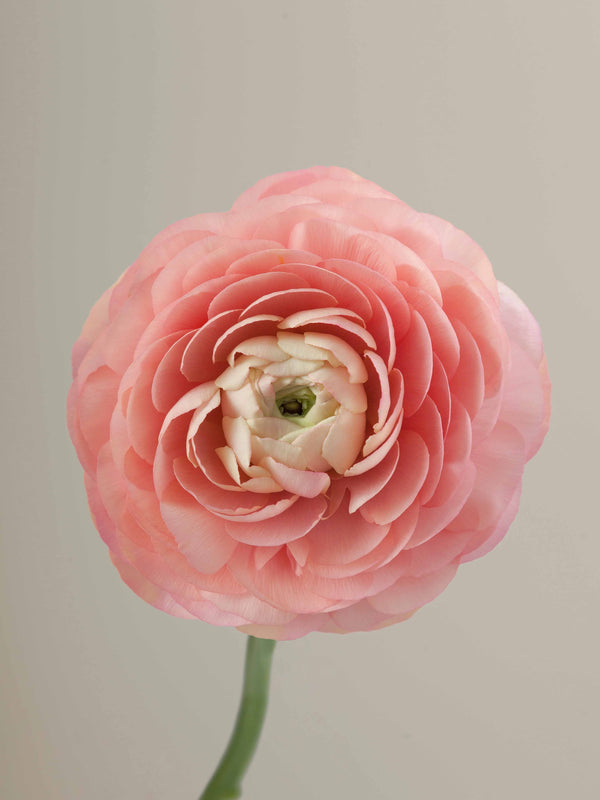 Cloni Success Grand Pastel