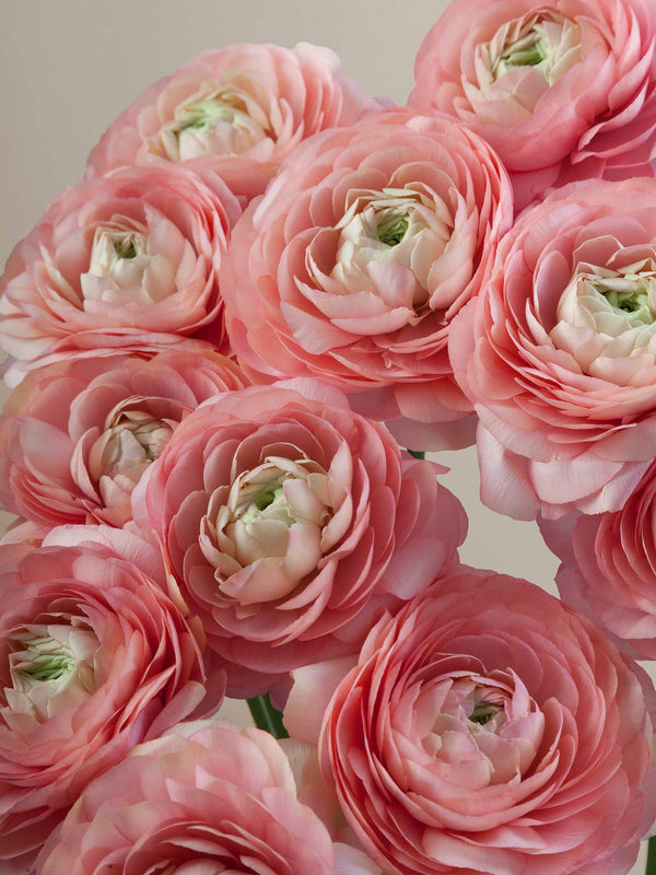 Cloni Success Grand Pastel