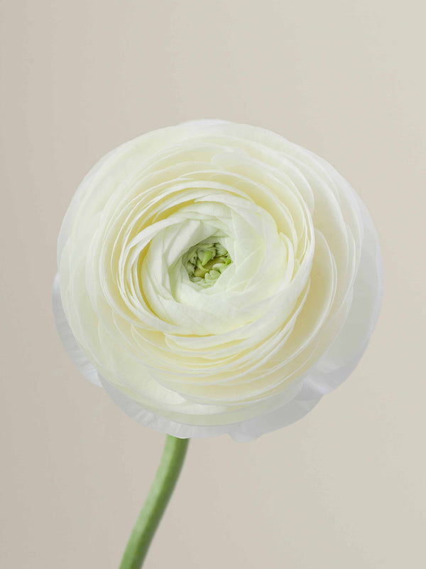 Elegance Crema