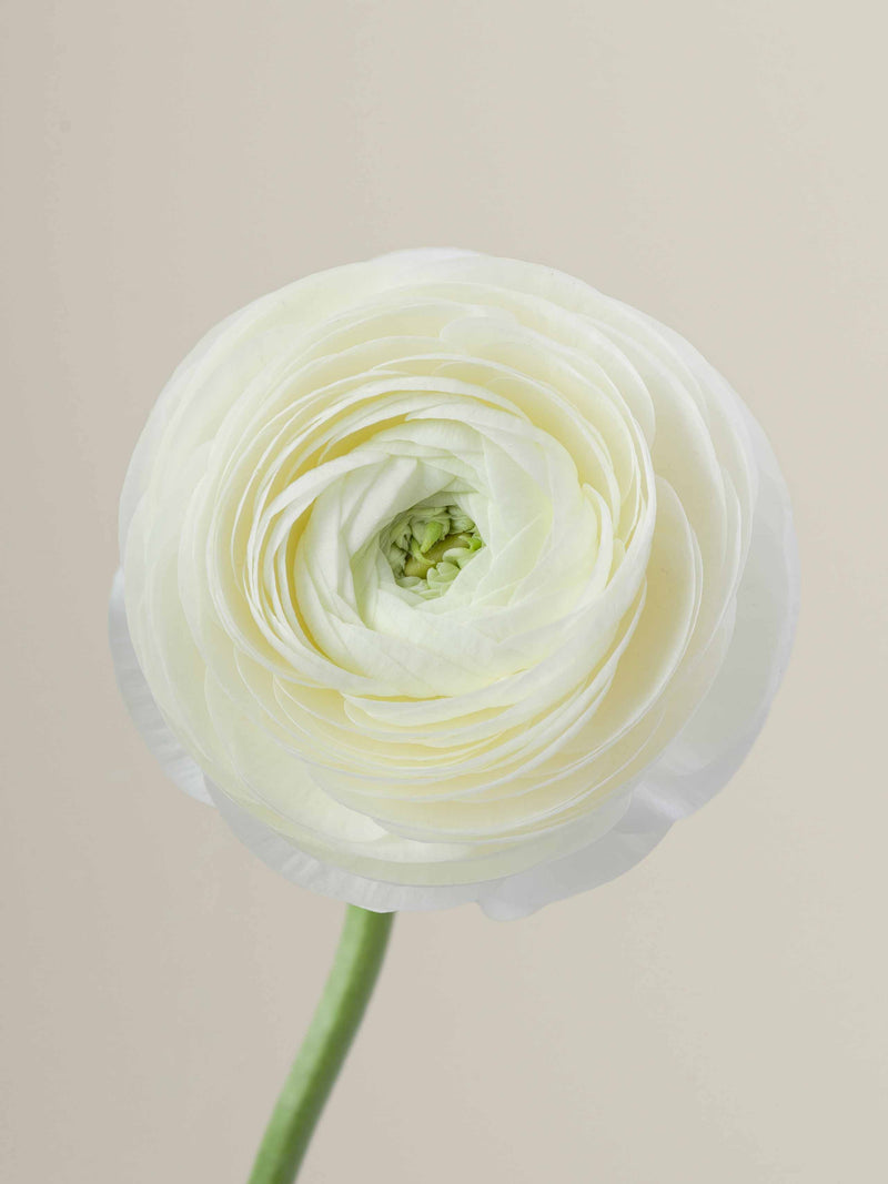 Creama Ranunculus Elegance Crema – Floraprima
