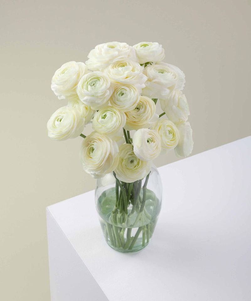 Creama Ranunculus Elegance Crema – Floraprima