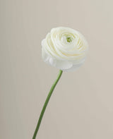 Ranunculus_Elegance_Crema