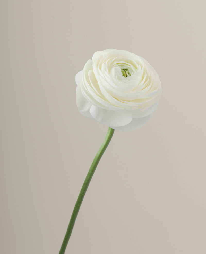 Ranunculus_Elegance_Crema