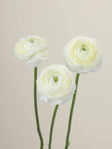 Ranunculus_Elegance_Crema