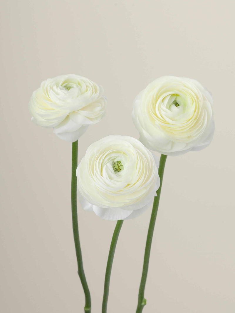 Ranunculus_Elegance_Crema