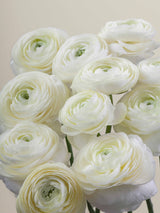 Ranunculus_Elegance_Crema