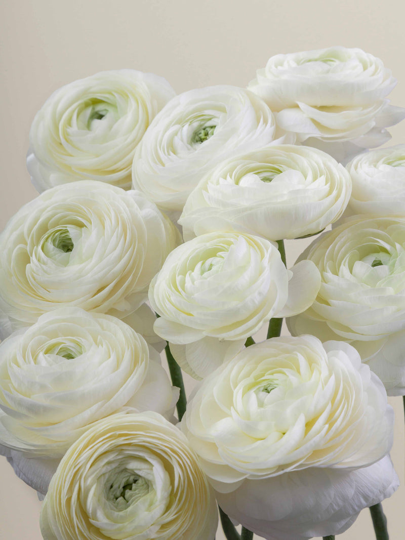 Ranunculus_Elegance_Crema