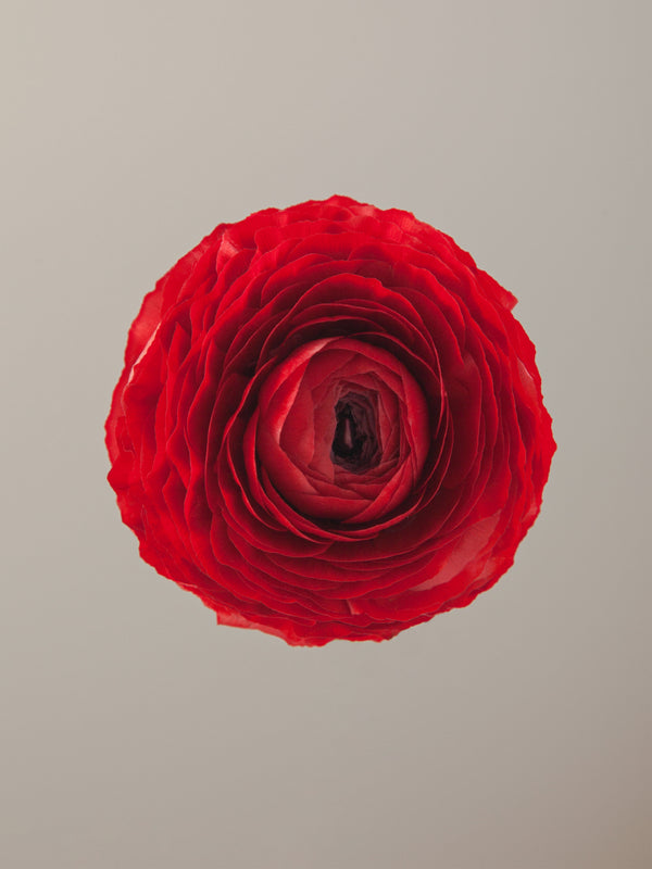 Elegance Rococo Ranunculus Elegance Collection – Floraprima
