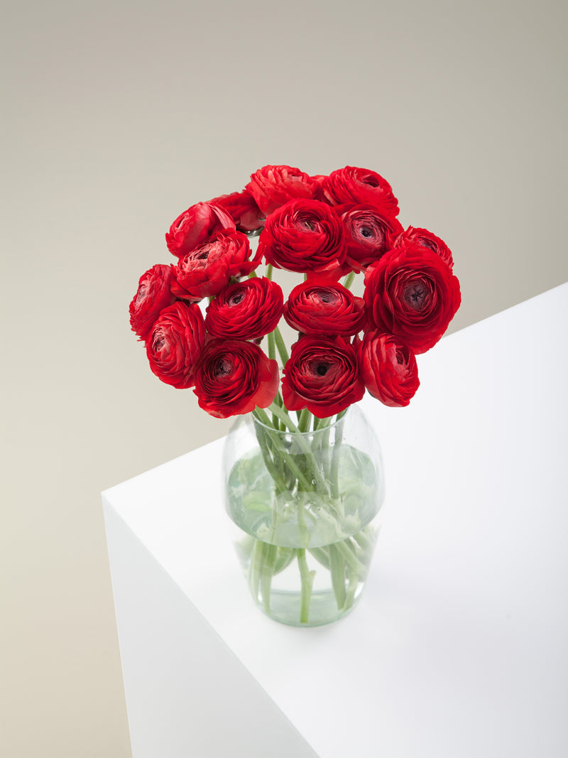 Elegance Rosso Floraprima Elegance rosso floraprima