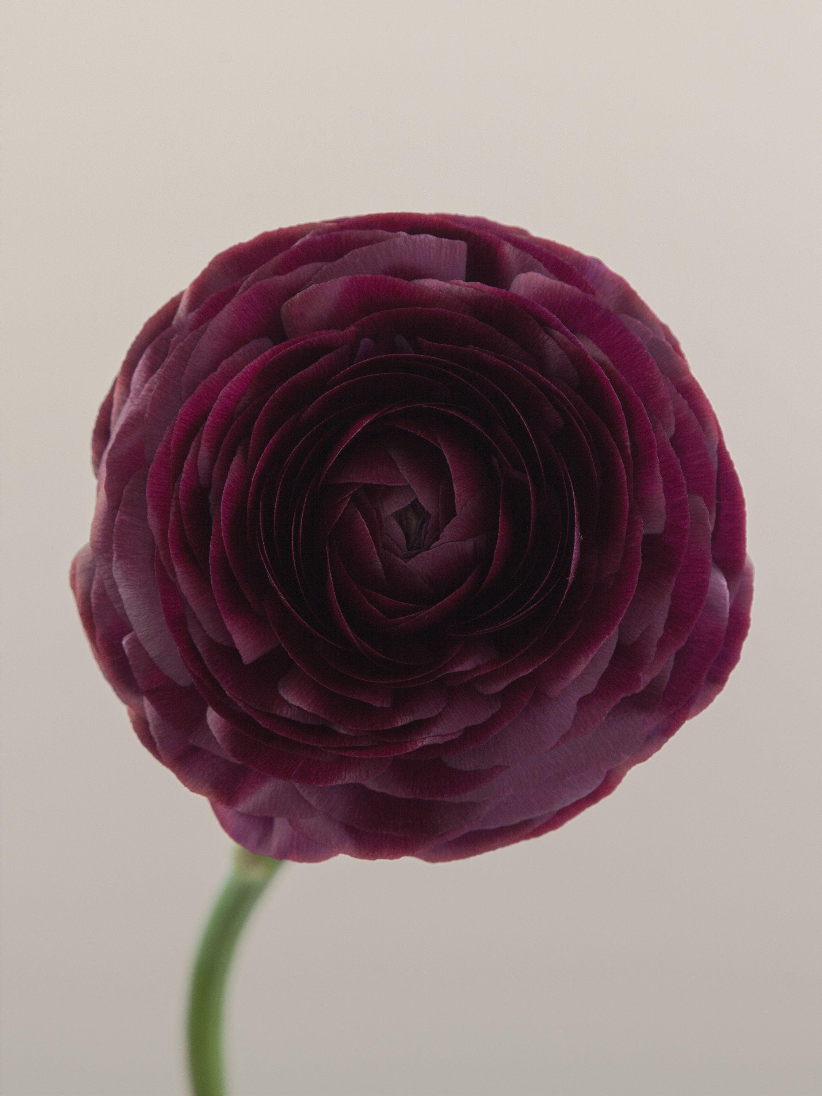 Viola Ranunculus Elegance Viola – Floraprima
