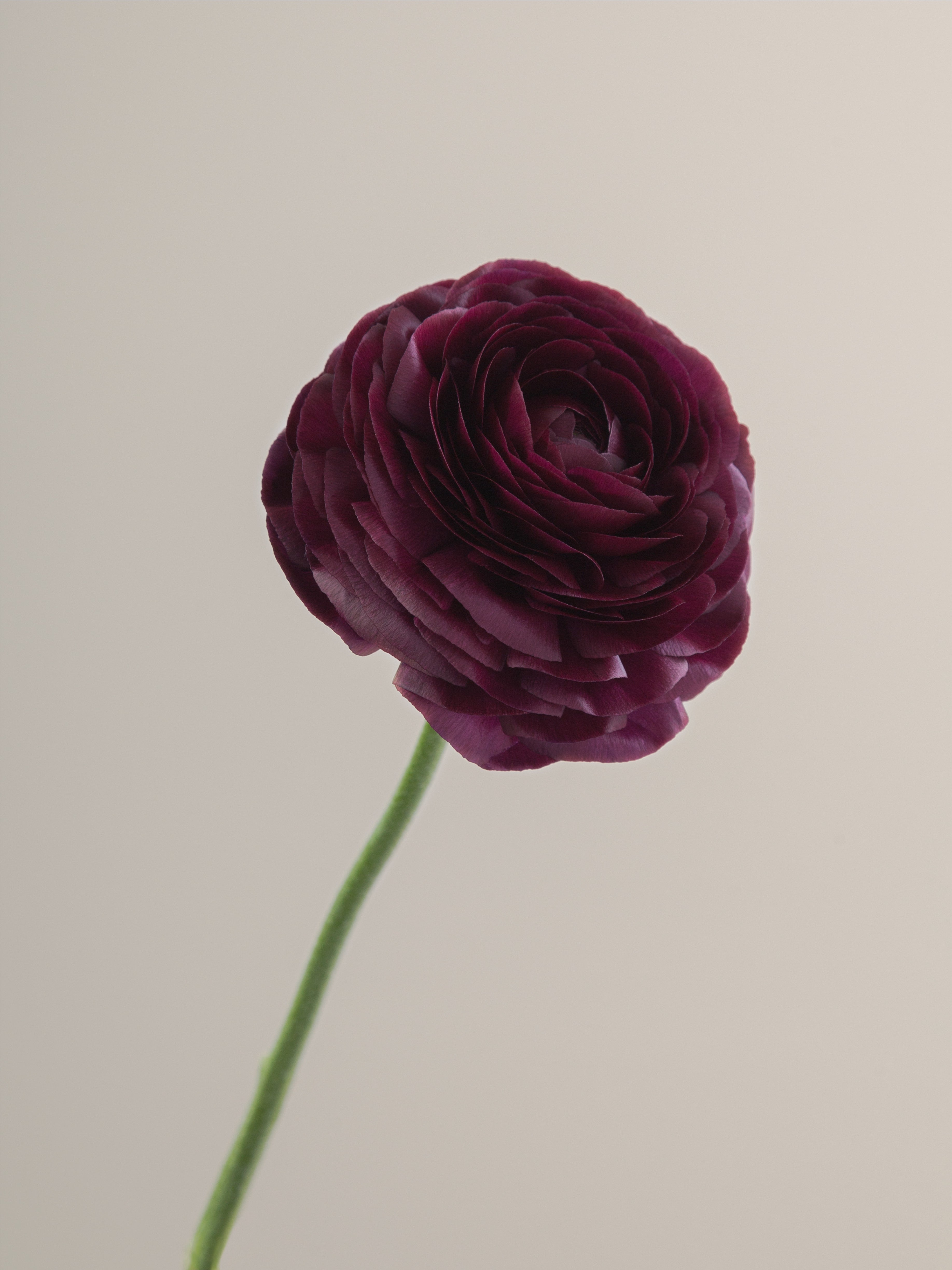 Viola Ranunculus Flowers Elegance Viola – Floraprima
