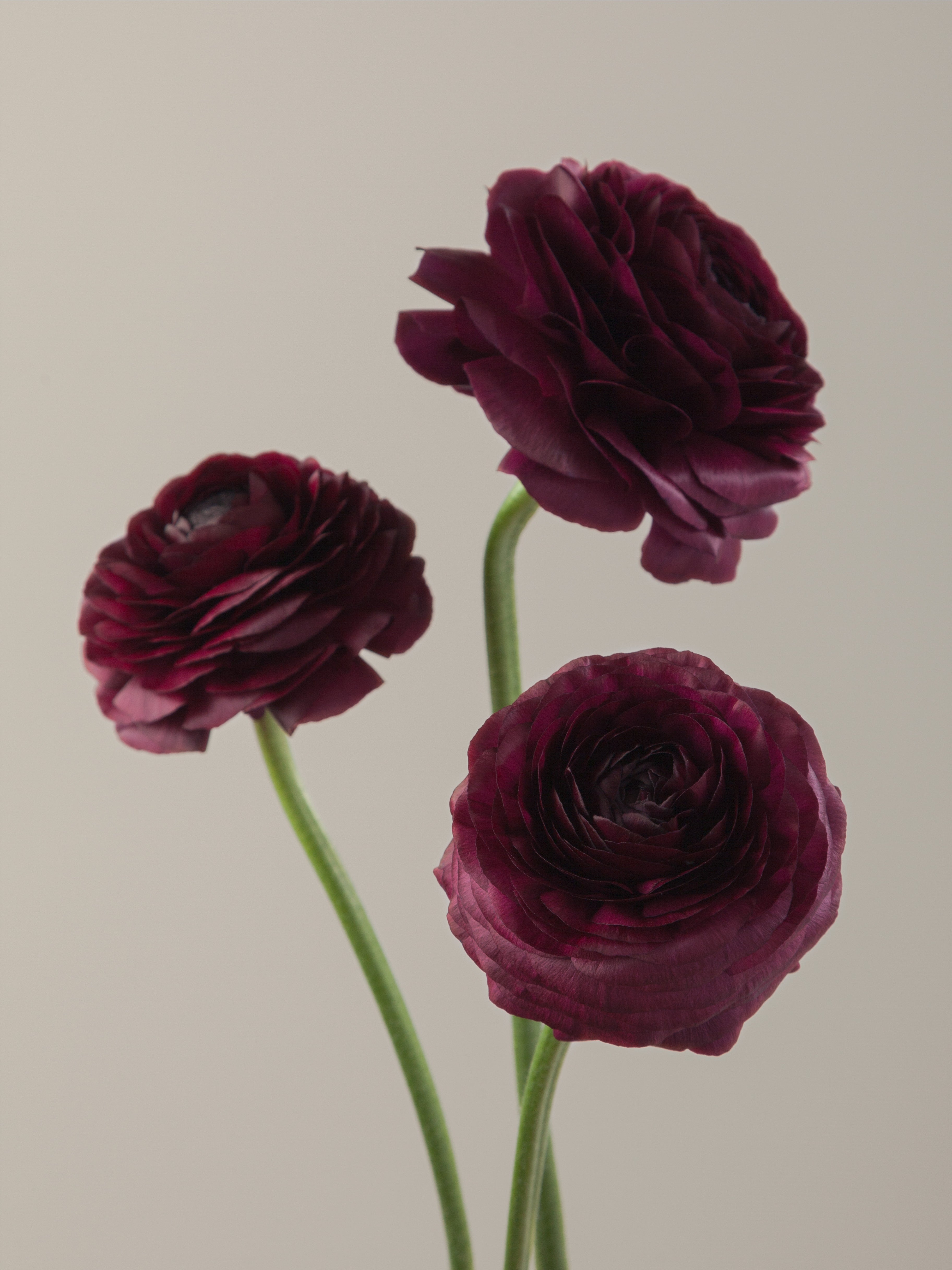 Viola Ranculus Elegance Viola – Floraprima