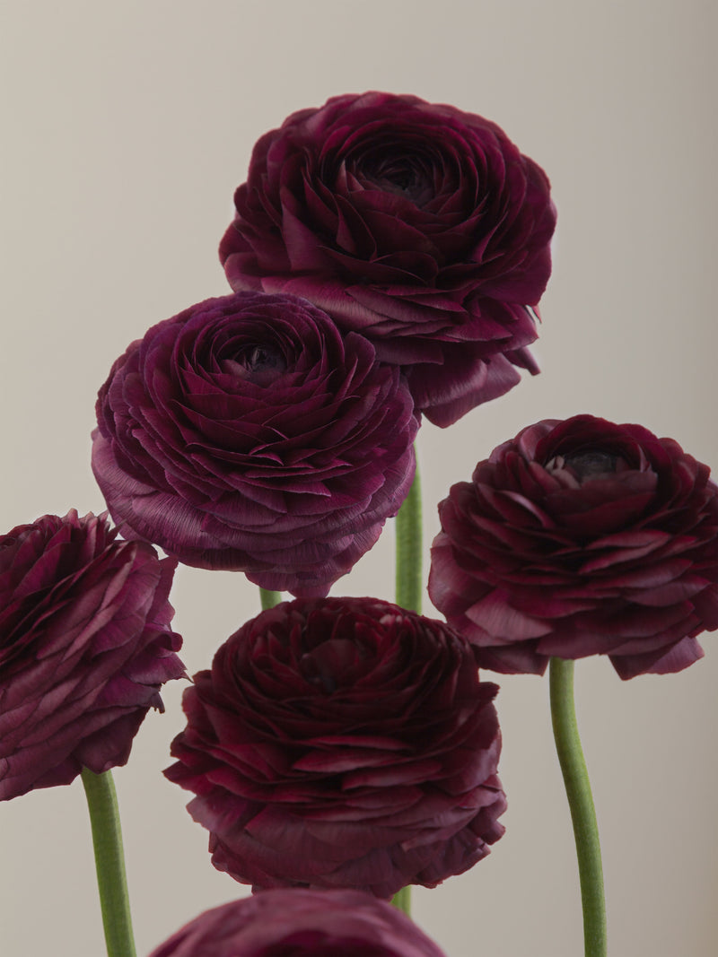 Deep Violet Ranunculus Elegance Viola – Floraprima
