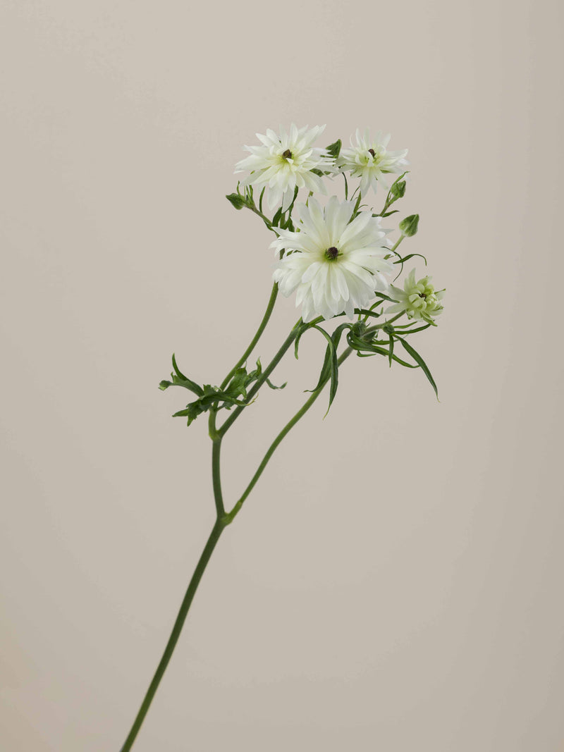 Moderna Ranunculus White Natura Moderna Galaxy – Floraprima