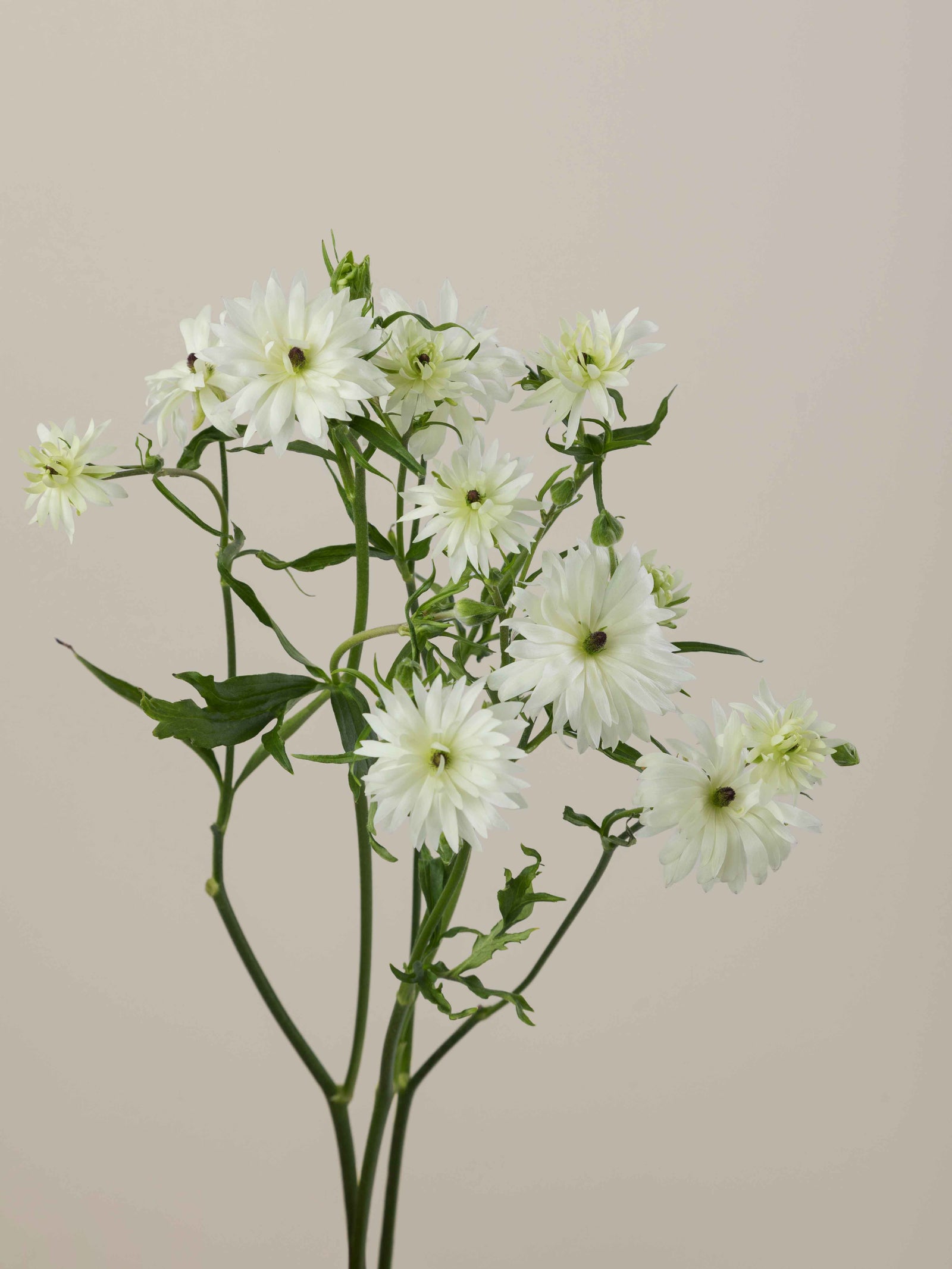 Natura Moderna Galaxy – Floraprima