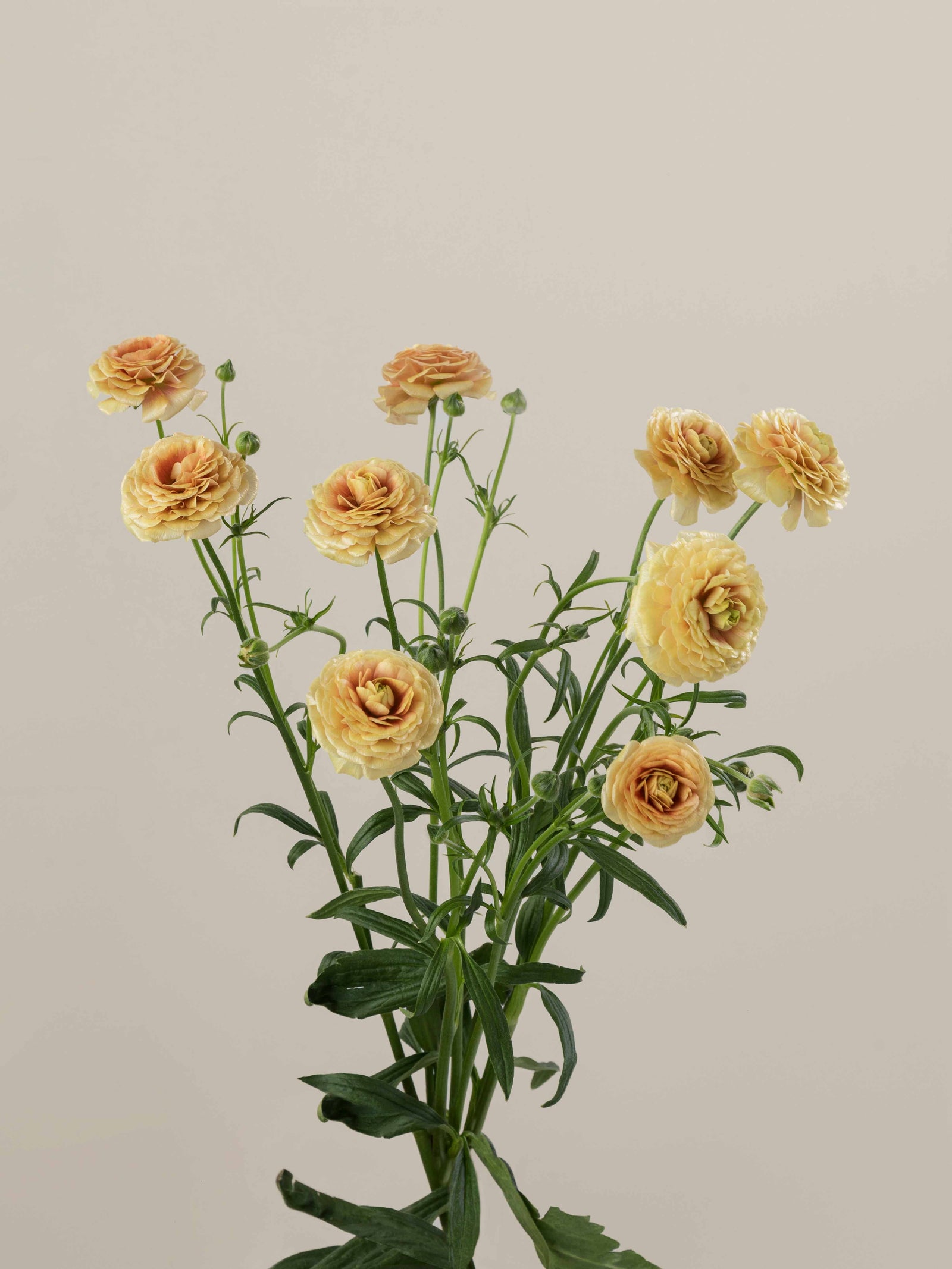 Natura Moderna Miele – Floraprima