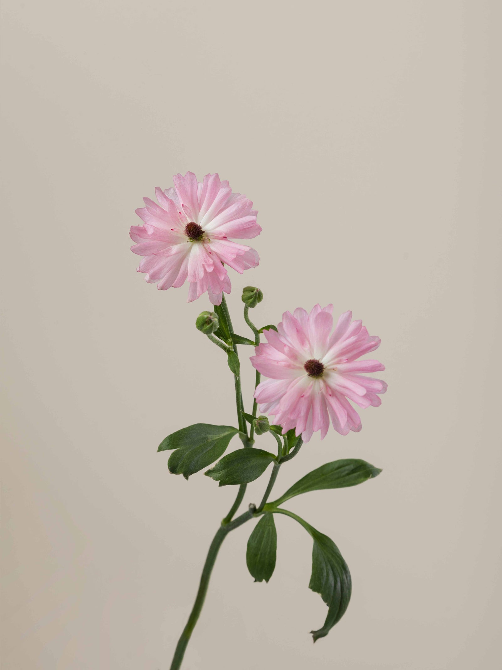 Natura Moderna Venus – Floraprima