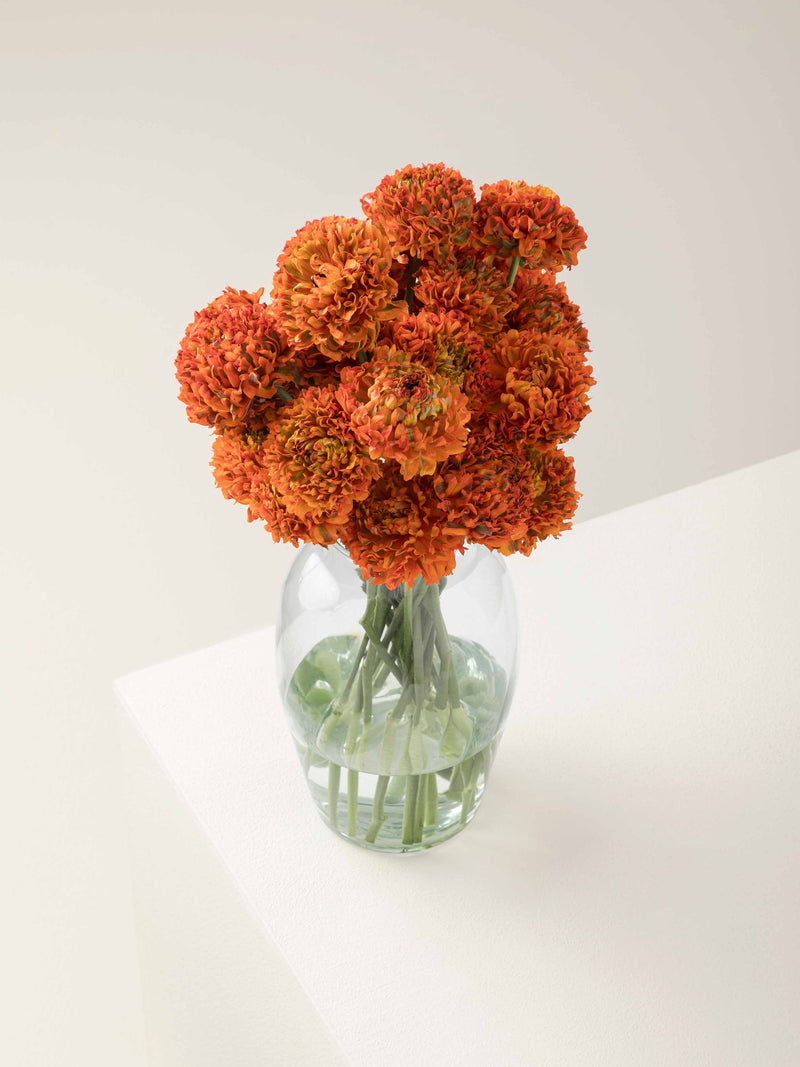 Specialty_Pon_Pon_Orange_Ranunculus