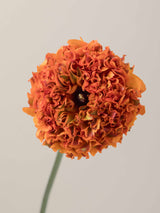 Specialty_Pon_Pon_Orange_Ranunculus