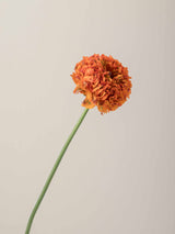 Specialty_Pon_Pon_Orange_Ranunculus