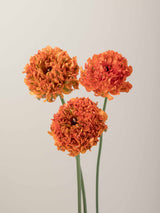 Specialty_Pon_Pon_Orange_Ranunculus_Trio
