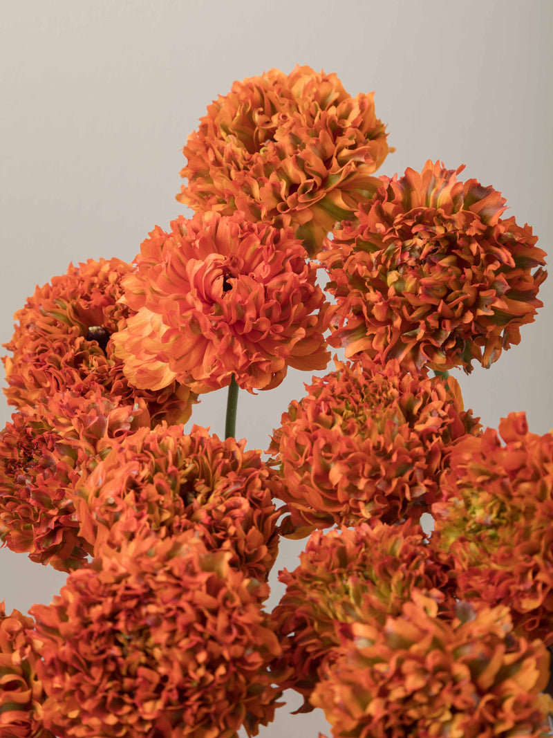 Specialty_Pon_Pon_Orange_Ranunculus_Waterfall