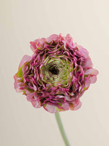 Specialty_Ranunculus_PonPon_Lavender