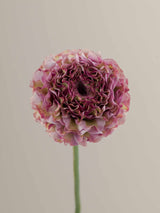 Specialty_Ranunculus_PonPon_Purple