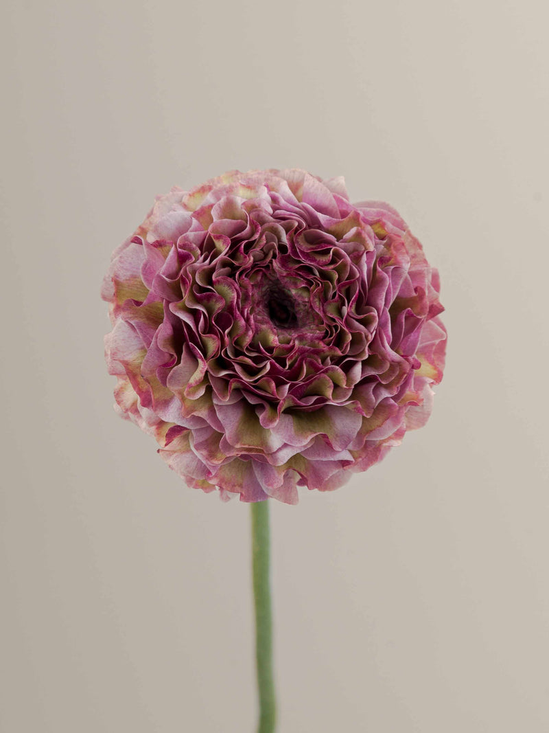 Specialty_Ranunculus_PonPon_Purple