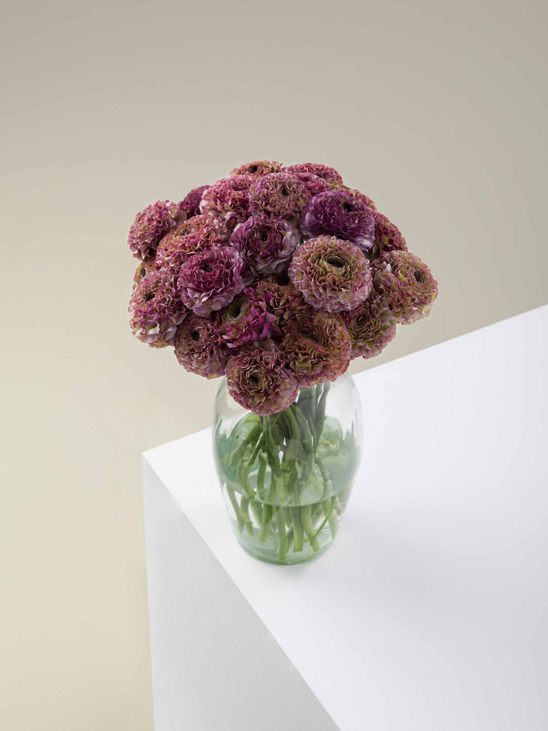 Specialty_Ranunculus_PonPon_Purple