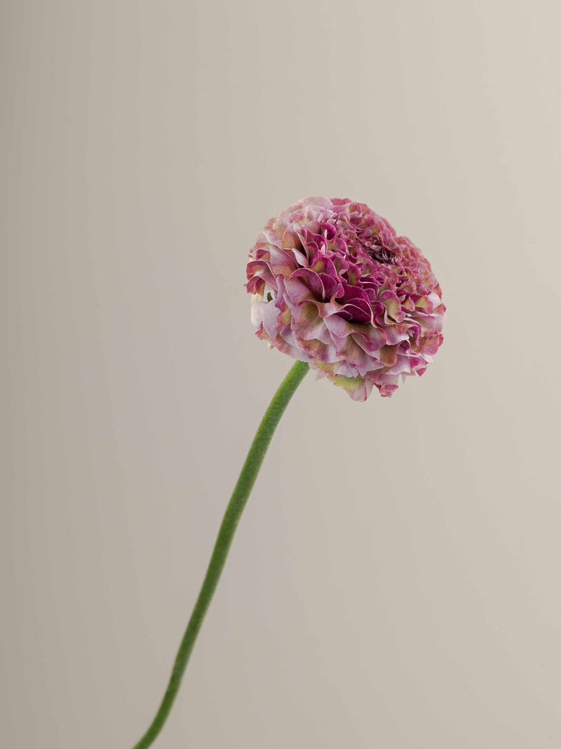 Specialty_Ranunculus_PonPon_Purple