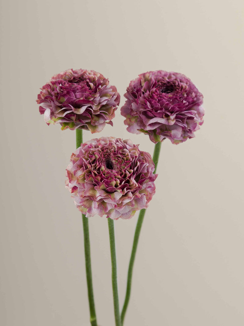 Specialty_Ranunculus_PonPon_Purple