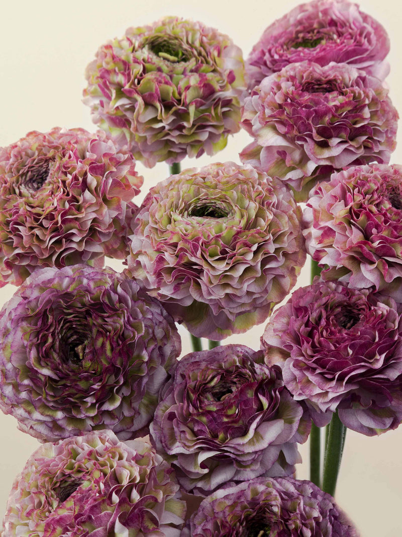 Specialty_Ranunculus_PonPon_Purple