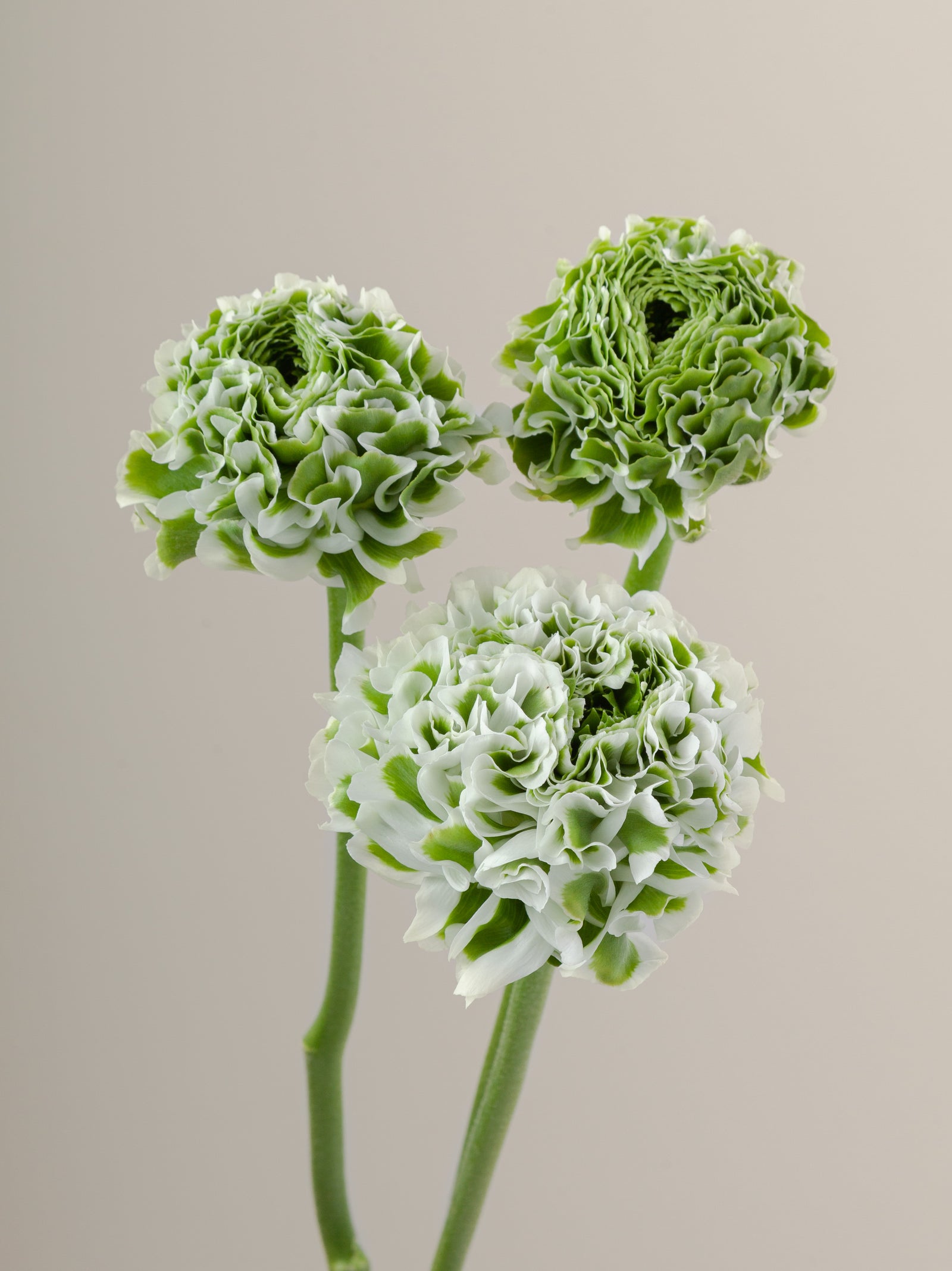 Specialty Pon Pon White – Floraprima