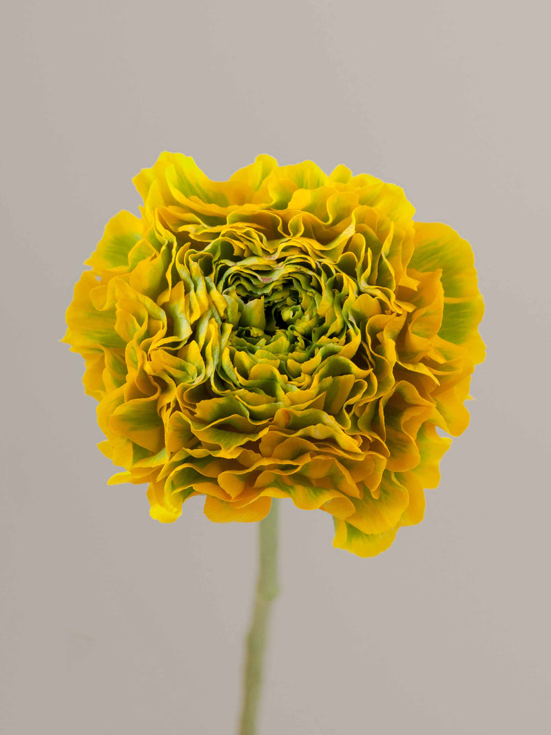 Specialty_Ranunculus_PonPon_Yellow