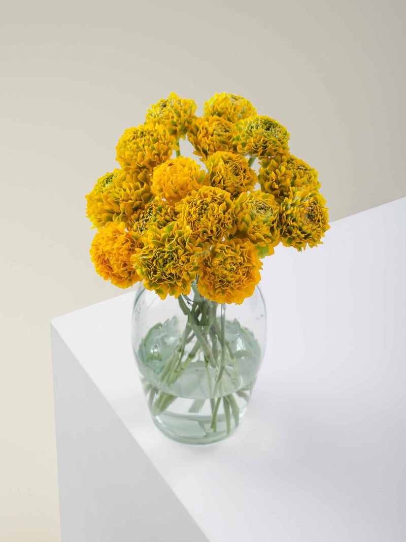 Specialty_Ranunculus_PonPon_Yellow