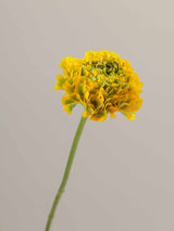 Specialty_Ranunculus_PonPon_Yellow