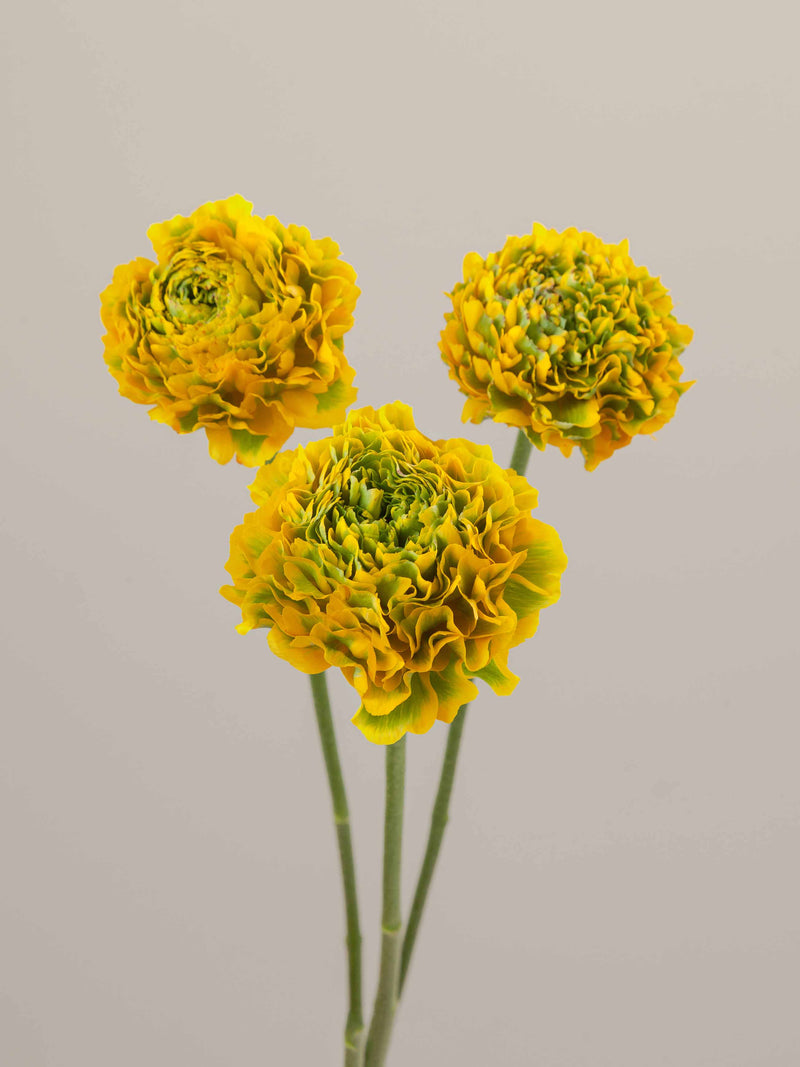 Specialty_Ranunculus_PonPon_Yellow