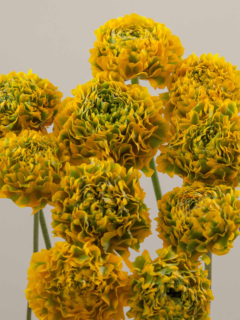 Specialty_Ranunculus_PonPon_Yellow